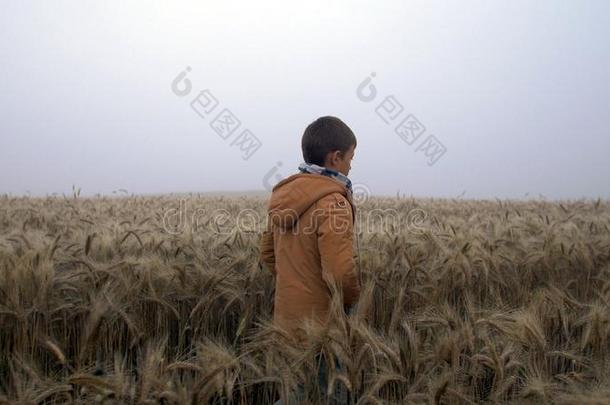 男孩步行向小麦田在日出,薄雾采用一小麦田
