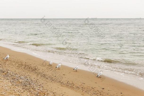 海鸥步行向沙的海滩在近处海波.野生的鸟向int.安静