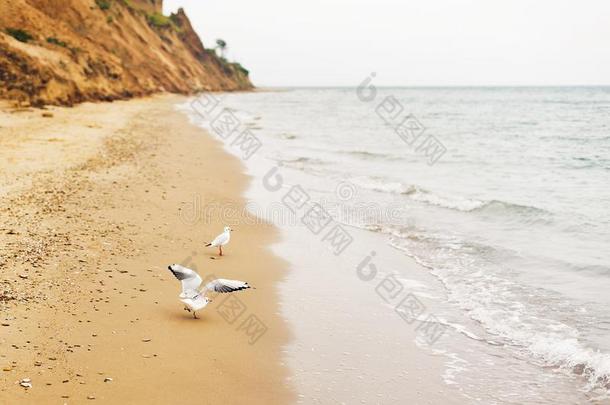 海鸥步行向沙的海滩在近处海波.野生的鸟向int.安静