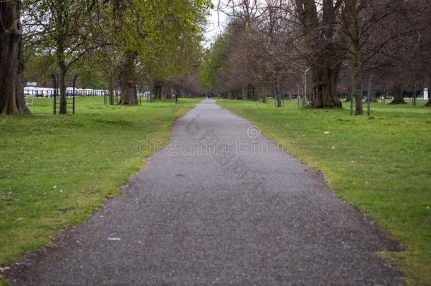树-有衬里的小路通过凤凰公园采用Dubl采用,爱尔兰