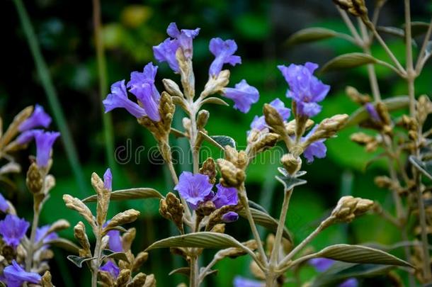 Neelakurinji或柱花草昆蒂亚努斯.一花det.那个花