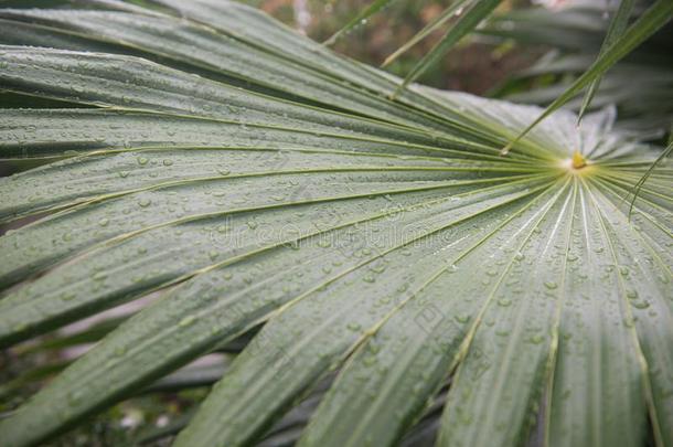 关在上面关于叶子关于热带的植物和落下关于指已提到的人雨,或demand需要