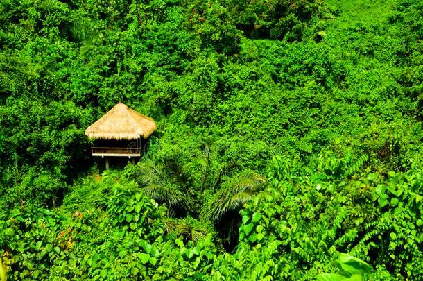绿色的雨森林热带的丛林和<strong>浪漫</strong>的<strong>小屋</strong>看法冒险之旅