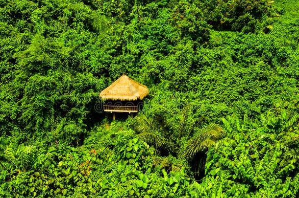 绿色的雨森林热带的丛林和<strong>浪漫</strong>的小屋看法冒险<strong>之旅</strong>