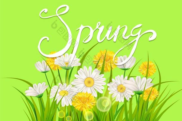 春季雏菊,洋甘菊蒲公英多汁的绿色的字体.spring春季