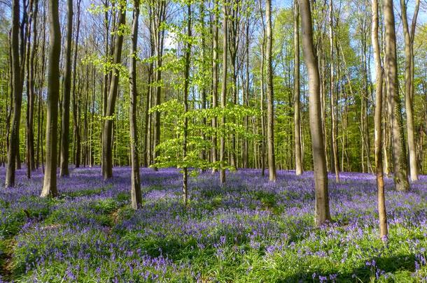 季节的紫色的-蓝色地毯关于开花蓝色bells野生的风信子