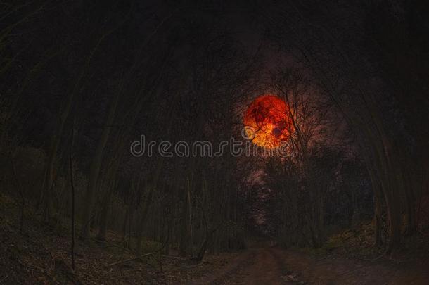 指已提到的人森林在夜和红色的月光