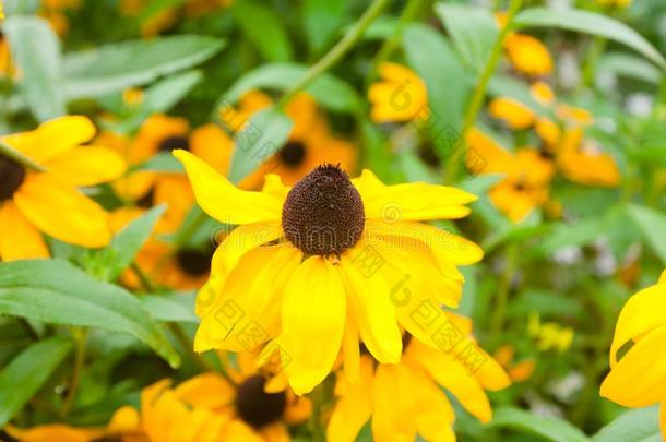 明亮的黄色的金光菊属植物富吉达圆锥体花和黑暗的棕色的盖