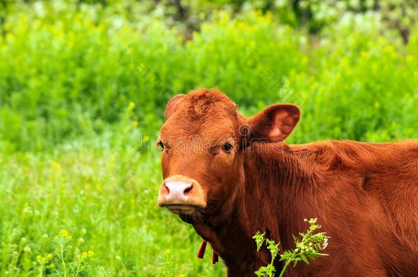 年幼的大的棕色的牛奶场奶牛,家畜,小母牛吃草向一f一rm一m