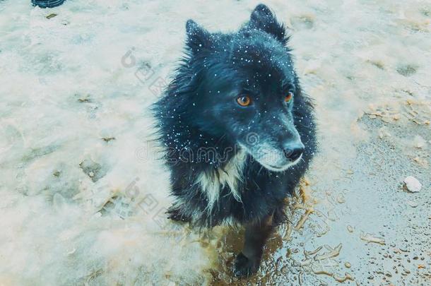院子松软的黑的狗跑步在外面采用指已提到的人雪.照片在近处