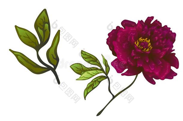 矢量col.紫红色牡丹花的植物学的花.在上雕刻墨水艺术.