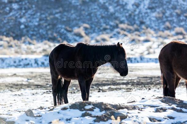 从背后照亮的马采用指已提到的人内华达州沙漠采用指已提到的人雪