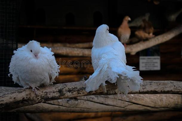 两个白色的鸽子采用他们的栖息地,<strong>古罗马</strong>的公园,尼安特,<strong>古罗马</strong>的ia