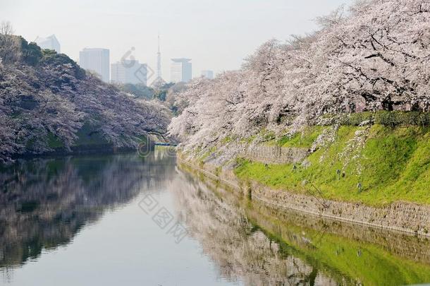 风景关于令人惊异的樱<strong>桃花树</strong>樱花盛开的振动