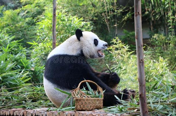 巨人<strong>熊猫</strong>熊<strong>吃竹子</strong>