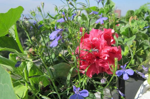 漂亮的小的都市的开花花园向指已提到的人b一lc向y.蓝色山梗莱属的植物一