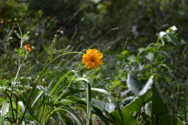 桔子宇宙花向变模糊自然的背景.<strong>绿皮</strong>苹果关于