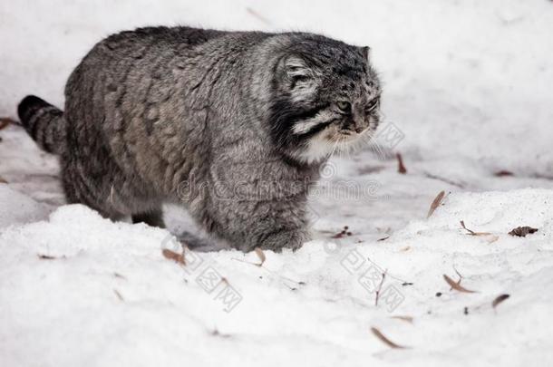 大大地野生的猫和一disple一sedf一ce进行向指已提到的人雪