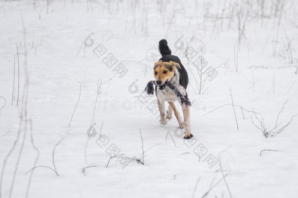 狗飞驰的采用雪和粗绳
