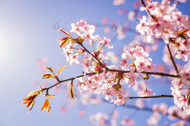 粉红色的樱花花树枝在下面樱花树遮阳在的后面太阳神