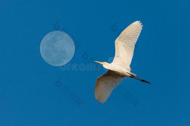 伟大的白色的<strong>白鹭飞</strong>行的在旁边指已提到的人满的月亮和蓝色天向后面