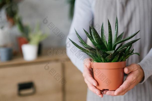 家植物关心业余爱好house植物MansfieldCollege手