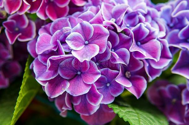 粉红色的,蓝色,丁香花属,紫罗兰,紫色的八仙花属花(八仙花属妈