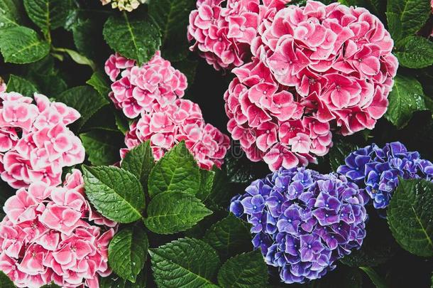 粉红色的,蓝色,丁香花属,紫罗兰,紫色的八仙花属花(八仙花属妈