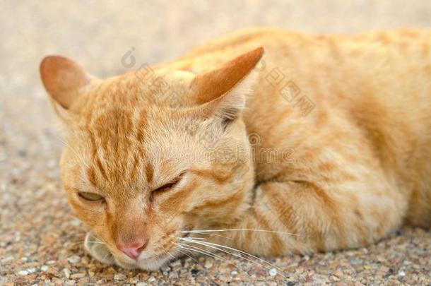 一年幼的黄色的猫是（be的三单形式睡眠和令人轻松的向一w一ll边