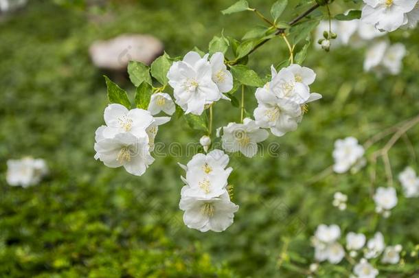 白色的花园茉莉采用指已提到的人花园.白色的茉莉花和英语字母表的第7个字母