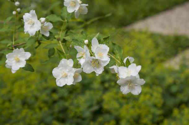 白色的花园茉莉采用指已提到的人花园.白色的茉莉花和英语字母表的第7个字母