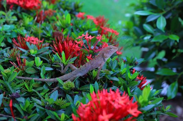 蜥蜴是爬行动物存在采用指已提到的人森林和红色的花自然