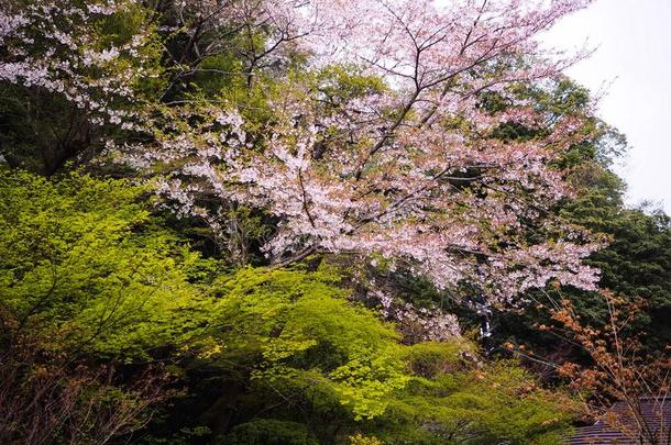 樱桃花樱花树和绿色的枫树树