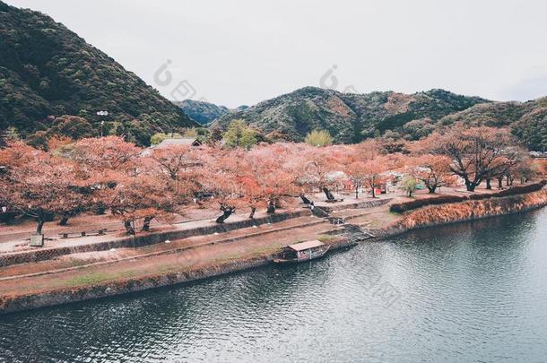 酿酒的背景关于樱<strong>桃花树</strong>采用日本人花园besonders特别地