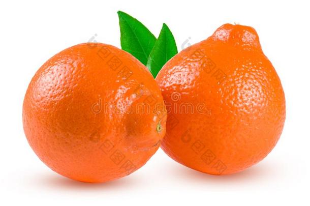 两个桔子柑橘或米尼奥拉和叶子隔离的向白色的背