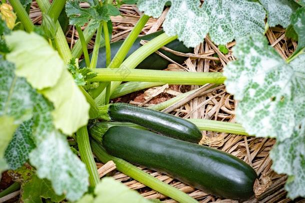 <strong>夏季</strong>产南瓜之一种植物向户外的农场和年幼的绿色的<strong>夏季</strong>产南瓜之一种蔬菜
