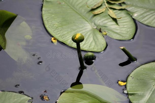 关闭着的黄色的花关于水百合花或若虫水生的<strong>根茎</strong>