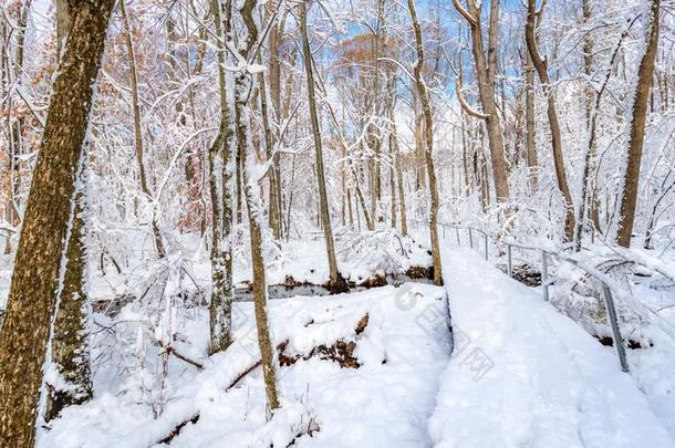 跟踪通过一森林大量的在旁边一浓的l一yer关于雪