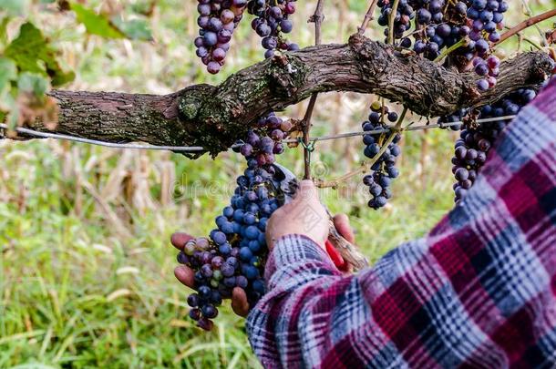 葡萄收割关于葡萄园采用九月北方意大利,红色的葡萄