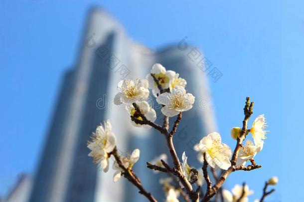 早的春季什么时候李子花,海的城市,海云台,釜山,苏