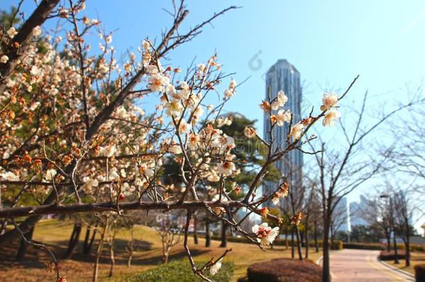 早的春季什么时候李子花,百城市,海云台,釜山,苏