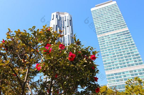 早的春季什么时候卡梅丽娅花,百城市,海云台,釜山,