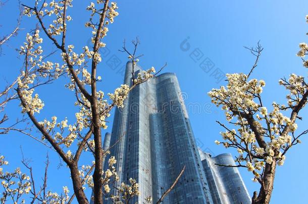 早的春季什么时候李子花,海的城市,海云台,釜山,苏