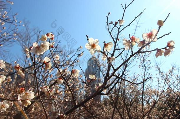 早的春季什么时候李子花,百城市,海云台,釜山,苏