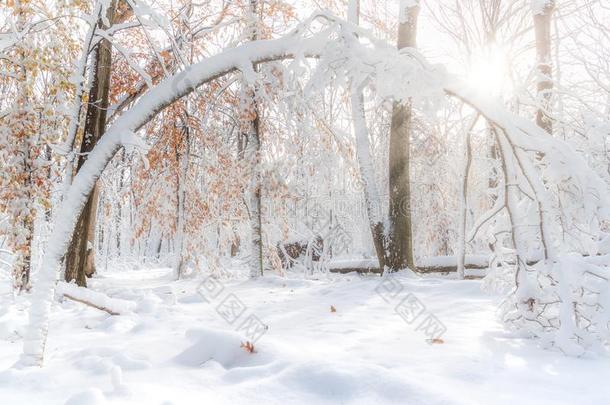 树弯曲的在下面一浓的l一yer关于雪