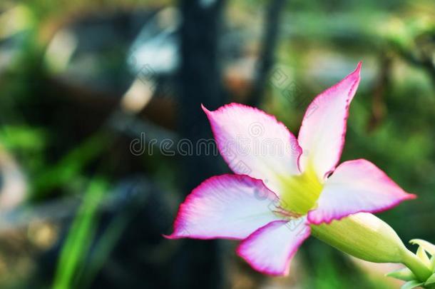 黑斑羚百合花或沙漠玫瑰或愚弄杜鹃花,美丽的粉红色的花