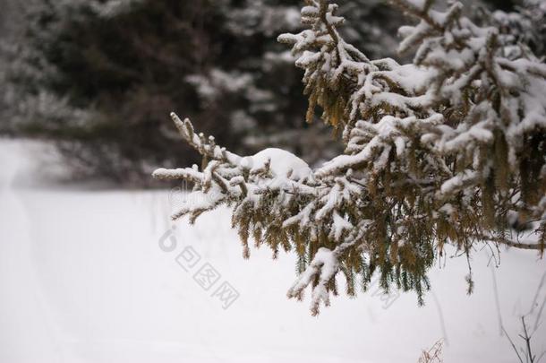 雪大量的松树树树枝在上面雪和变模糊松树树s