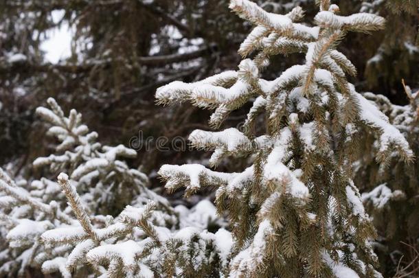 雪大量的松树树树枝和黑暗的松树树s采用背景