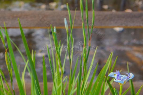 白色的和蓝色虹膜采用夜晚,弗罗里达州,â天冬酰胺,â<strong>鸢尾</strong>科植物