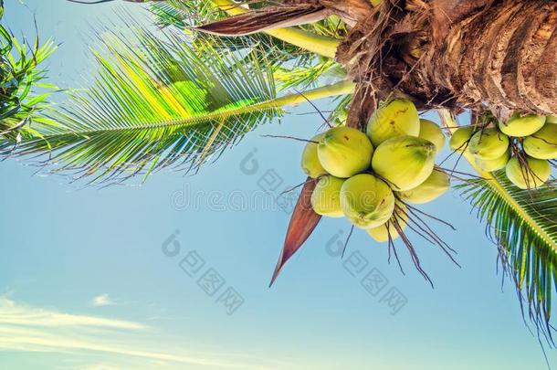 新鲜的椰子向指已提到的人树,椰子丛向椰子树